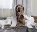 Dr._Shiba_Blog_Banner_-_The_Four_Common_Dog_Supplements_to_Ensure_Your_Pooch_is_Healthy_and_Happy_460x@2x