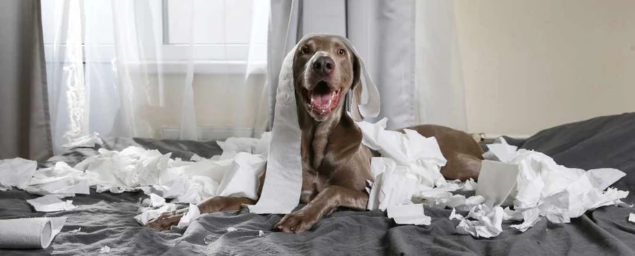 Dr._Shiba_Blog_Banner_-_The_Four_Common_Dog_Supplements_to_Ensure_Your_Pooch_is_Healthy_and_Happy_460x@2x