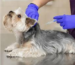 Veterinary Injections