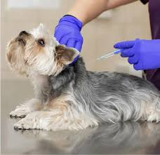 Veterinary Injections
