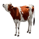 beautiful-cow-picture_23-2151840248-removebg-preview